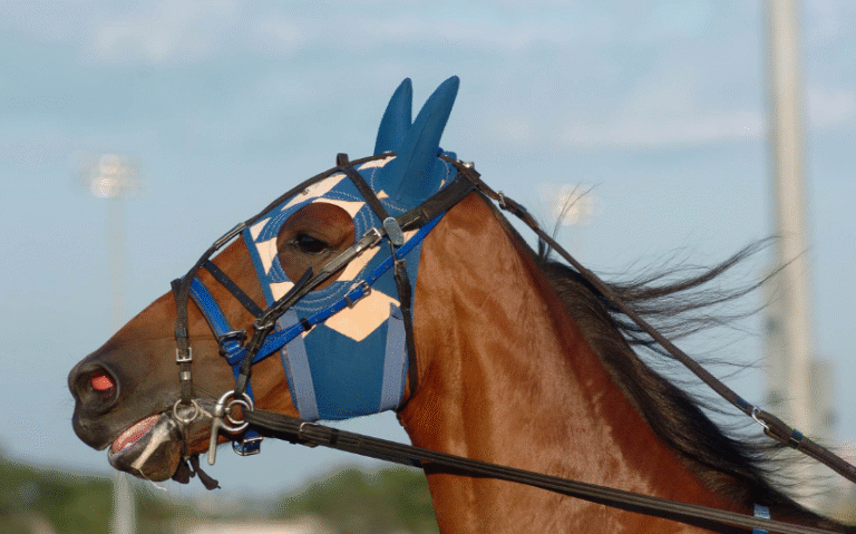 A Look Into the Different Breeds of Horses Used in Racing